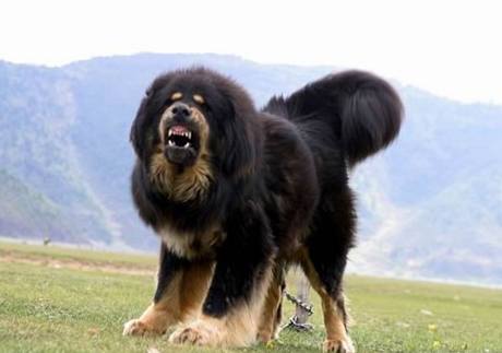 Tibetský mastif